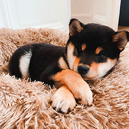 @saku.shibainu